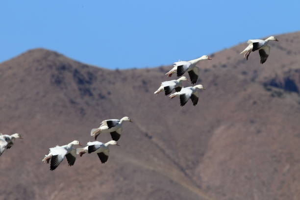 istock Snow geese Bosque del Apache, New Mexico USA 958197122