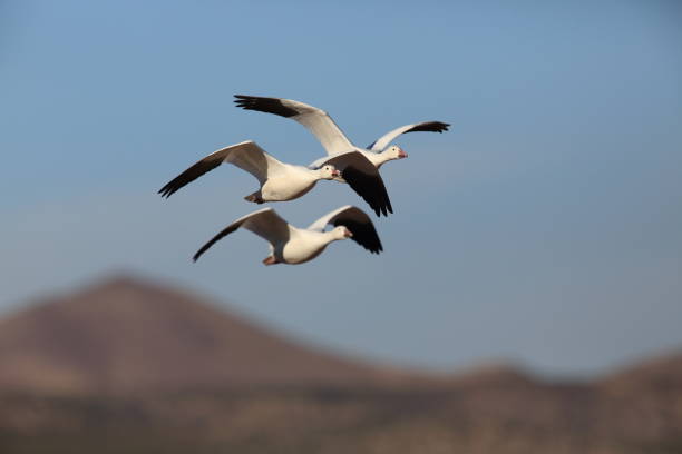 istock Snow geese Bosque del Apache, New Mexico USA 958197146