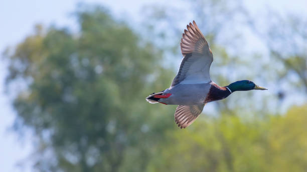 istock Wild duck flies. Mallard drake Flying. 958197272