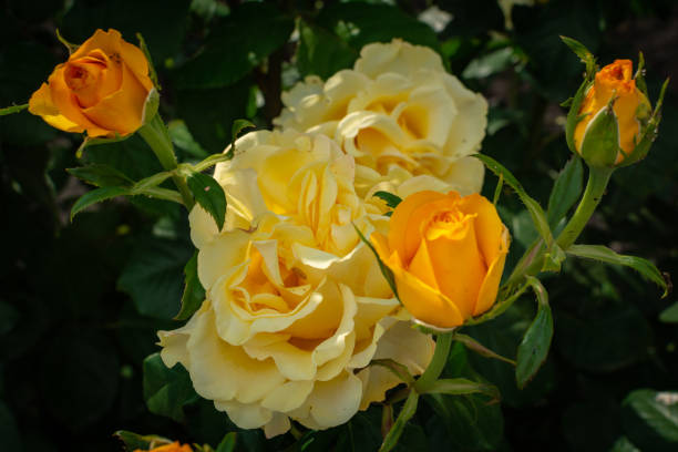 istock Closeup of beautiful yellow rose 958197312