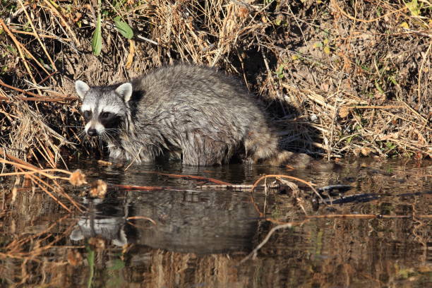 istock Common Raccoon in new mexico usa 958197908