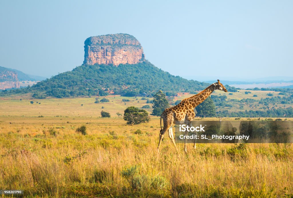 Giraffe-Landschaft in Südafrika - Lizenzfrei Republik Südafrika Stock-Foto