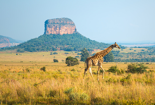 Paisaje de jirafa en África del sur photo