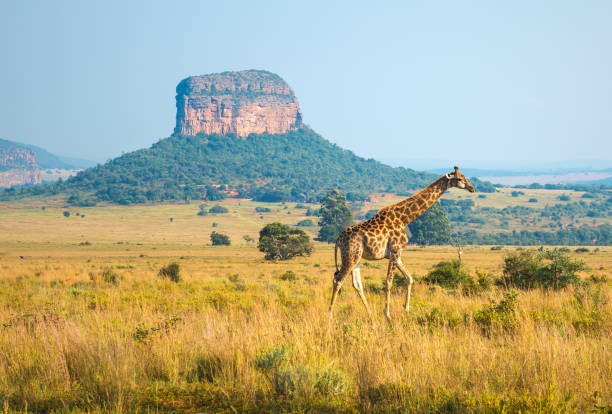 paysage de girafe en afrique du sud - parc national de krüger photos et images de collection