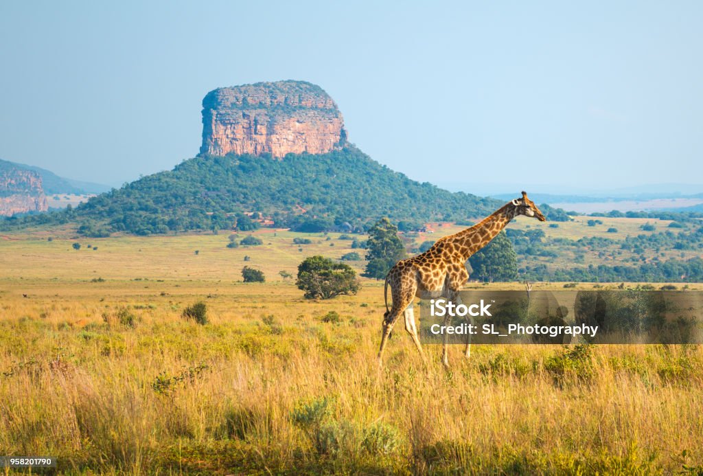 Giraffe Landscape in South Africa A giraffe walking in the african savannah of Entabeni Safari Wildlife Reserve with a butte geological rock formation in the background, Limpopo Province, South Africa. South Africa Stock Photo