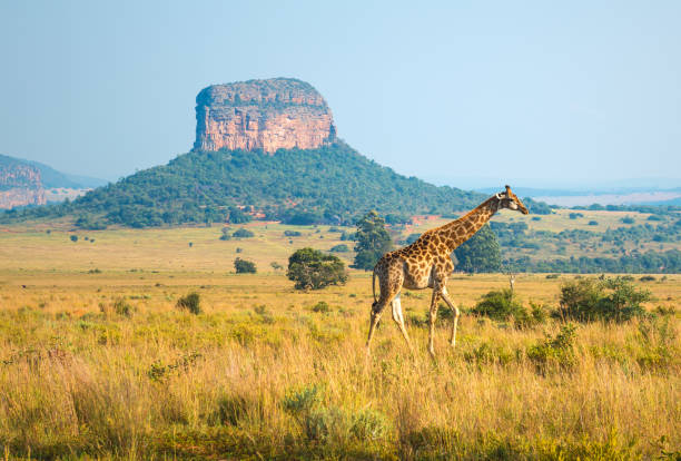 Giraffe Landscape in South Africa A giraffe walking in the african savannah of Entabeni Safari Wildlife Reserve with a butte geological rock formation in the background, Limpopo Province, South Africa. national wildlife reserve stock pictures, royalty-free photos & images