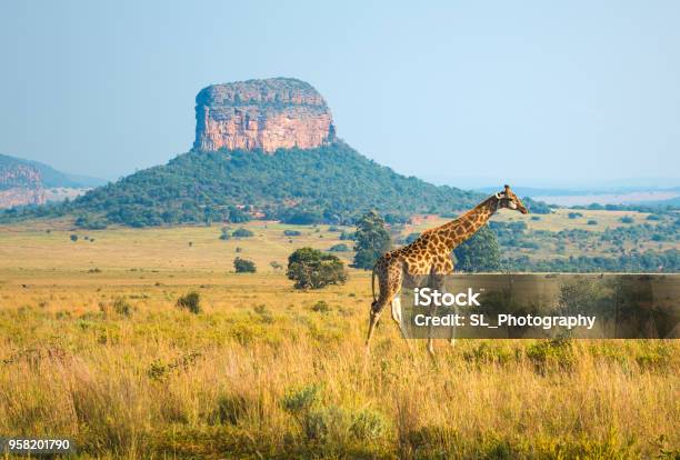 Giraffe Landscape In South Africa Stock Photo - Download Image Now - South Africa, Safari, Cape Town