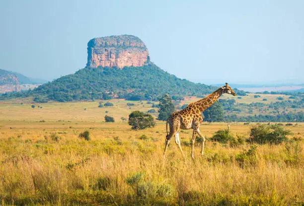 A giraffe walking in the african savannah of Entabeni Safari Wildlife Reserve with a butte geological rock formation in the background, Limpopo Province, South Africa.