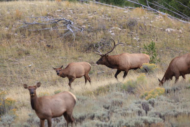 istock Elk (Wapiti), Cervus elephas,Mammoth Springs in Yellowstone National Park 958202110