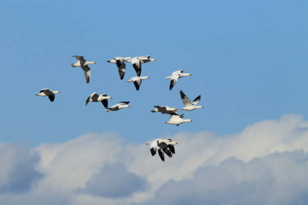istock Snow geese Bosque del Apache, New Mexico USA 958202194