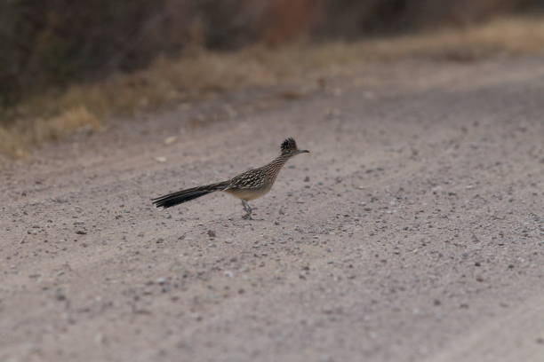 istock Roadrunner Bosque del Apache wildlife refuge in New Mexico. 958202360