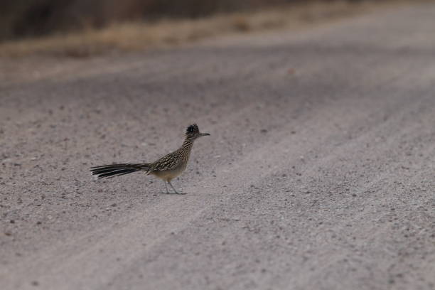 istock Roadrunner Bosque del Apache wildlife refuge in New Mexico. 958202362