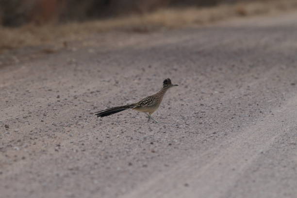 istock Roadrunner Bosque del Apache wildlife refuge in New Mexico. 958202364