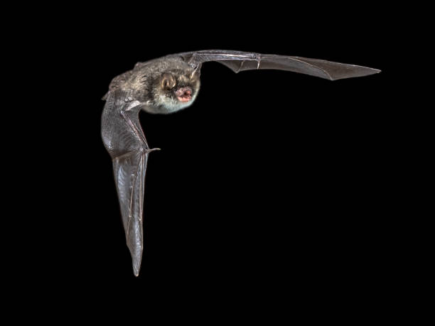 istock Isolated Flying natterers bat on black background 958204636