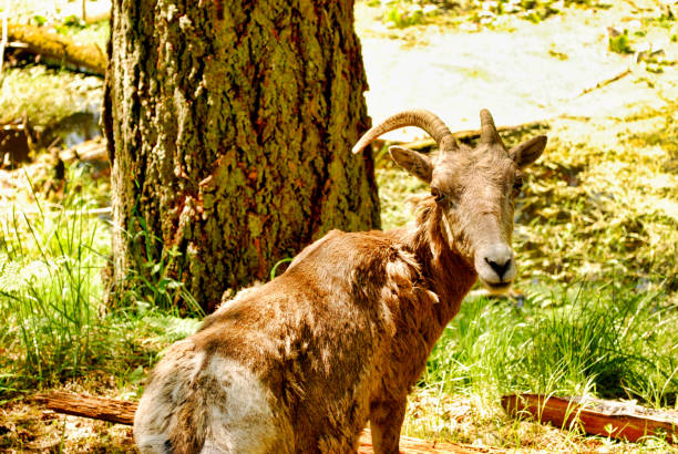 istock Female bighorn sheep 958205042