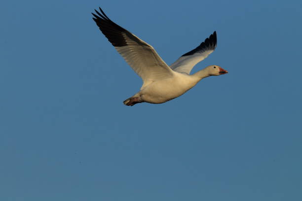 istock Snow geese Bosque del Apache, New Mexico USA 958205276