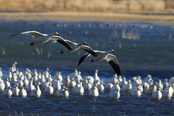 istock Snow geese Bosque del Apache, New Mexico USA 958205280