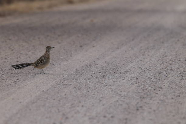 istock Roadrunner Bosque del Apache wildlife refuge in New Mexico. 958205386
