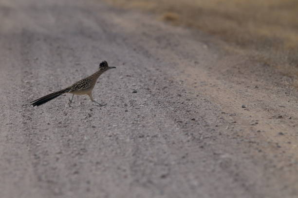 istock Roadrunner Bosque del Apache wildlife refuge in New Mexico. 958205390