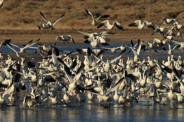 istock Snow geese Bosque del Apache, New Mexico USA 958206128