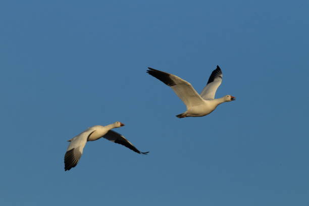 istock Snow geese Bosque del Apache, New Mexico USA 958206150