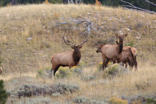 istock Elk (Wapiti), Cervus elephas,Mammoth Springs in Yellowstone National Park 958206474