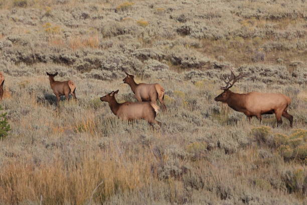 istock Elk (Wapiti), Cervus elephas,Mammoth Springs in Yellowstone National Park 958206624