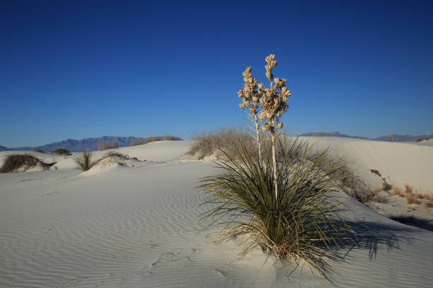 istock White Sands National Monument New Mexico USA 958206696