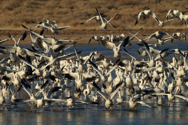 istock Snow geese Bosque del Apache, New Mexico USA 958206698