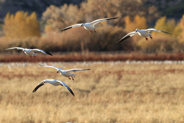 istock Snow geese Bosque del Apache, New Mexico USA 958206706