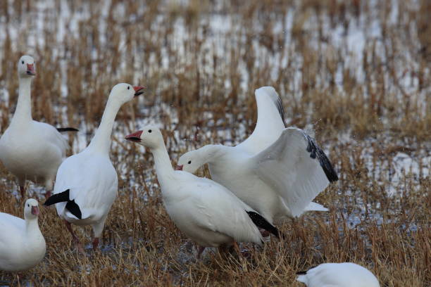 istock Snow geese Bosque del Apache, New Mexico USA 958206712