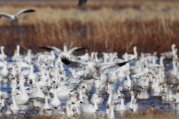 istock Snow geese Bosque del Apache, New Mexico USA 958208934