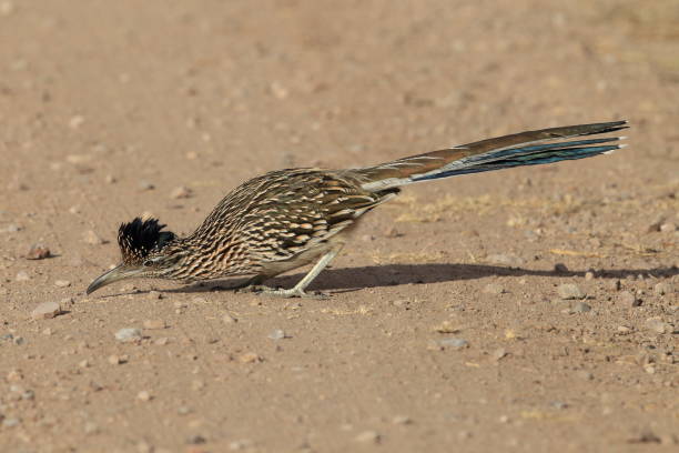istock Roadrunner Bosque del Apache wildlife refuge in New Mexico. 958209094