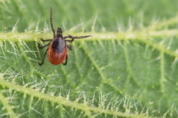 istock Castor bean tick on nettle leaf. Ixodes ricinus. Urtica dioica 958209386
