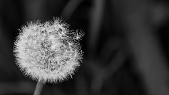 Beautiful black and white blowball with fragile seeds with fuzzes. Dark sad background with copy space. Selective focus