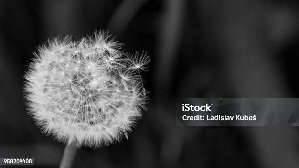 Artistic Closeup Of Fluffy Overblown Dandelion Head Taraxacum Officinale Stock Photo - Download Image Now