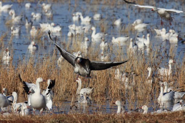 istock Snow geese Bosque del Apache, New Mexico USA 958209512