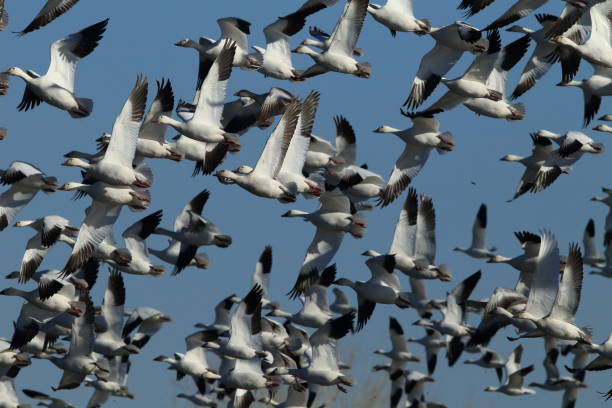 istock Snow geese Bosque del Apache, New Mexico USA 958209628