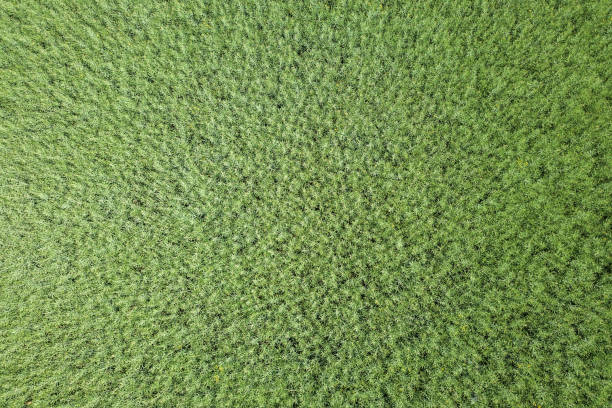 istock Green rapeseed agriculture field Top View. Rapeseed. 958209640