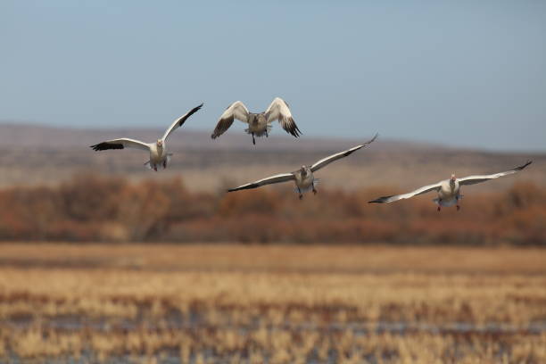 istock Snow geese Bosque del Apache, New Mexico USA 958209724