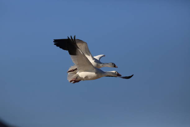 istock Snow geese Bosque del Apache, New Mexico USA 958209780