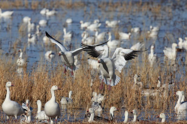 istock Snow geese Bosque del Apache, New Mexico USA 958209804