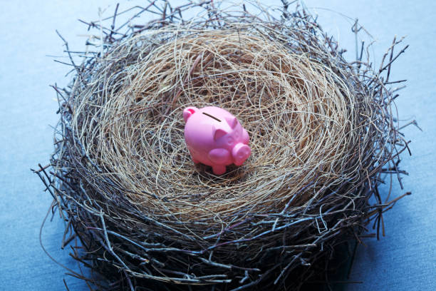 крошечный поросенок в птичьем гнезде - budget savings home finances too small стоковые фото и изображения