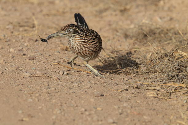 istock Roadrunner Bosque del Apache wildlife refuge in New Mexico. 958209888