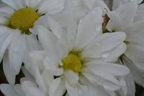 White flowers with a bug crawling