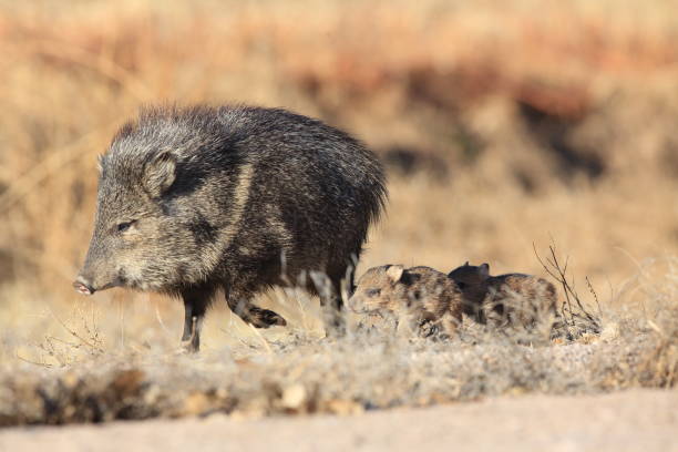 Javelina in Bosque del Apache National Wildlife Refuge, New Mexico. Javelina in Bosque del Apache National Wildlife Refuge, New Mexico. javelina stock pictures, royalty-free photos & images