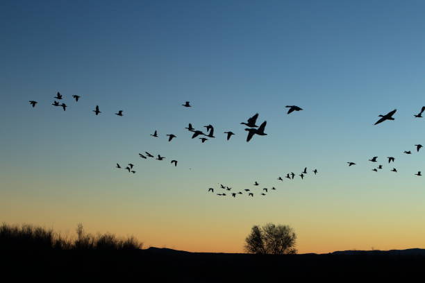 istock Snow geese Bosque del Apache, New Mexico USA 958210440