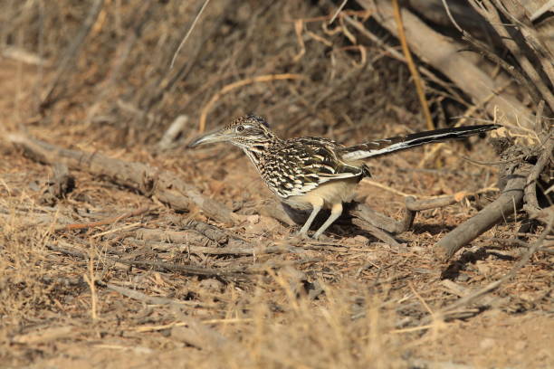 istock Roadrunner Bosque del Apache wildlife refuge in New Mexico. 958210546