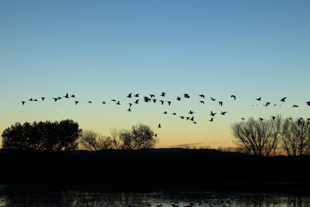 istock Snow geese Bosque del Apache, New Mexico USA 958210626