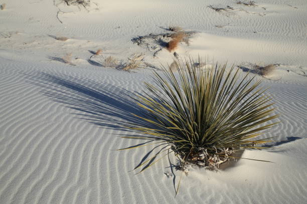 istock White Sands National Monument New Mexico USA 958210630